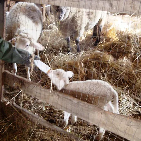 Podere Caldaruccio La Pineta - Ramazzano - Le Pulci